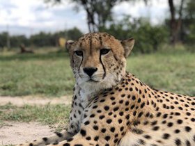 Cheetah (14).JPG